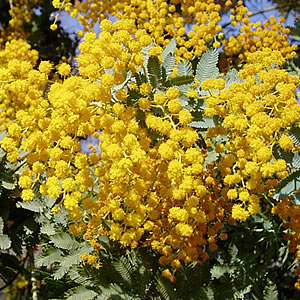 ミモザアカシア 6号鉢 家庭樹 驚きの値段 花の木 庭木 花の苗木 情熱セール