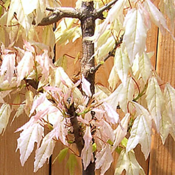 楽天市場 トウカエデ 花散里 メイプルレインボー 1株 あなたの街のお花屋さんイングの森 楽天市場 トウカエデ 花散里 メイプルレインボー 1株 あなたの街のお花屋さんイングの森