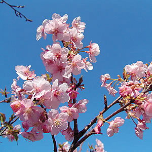 ƒ (TN) ͒Í ڂ؈N 4.5(a13.5cm)|bgyAWz