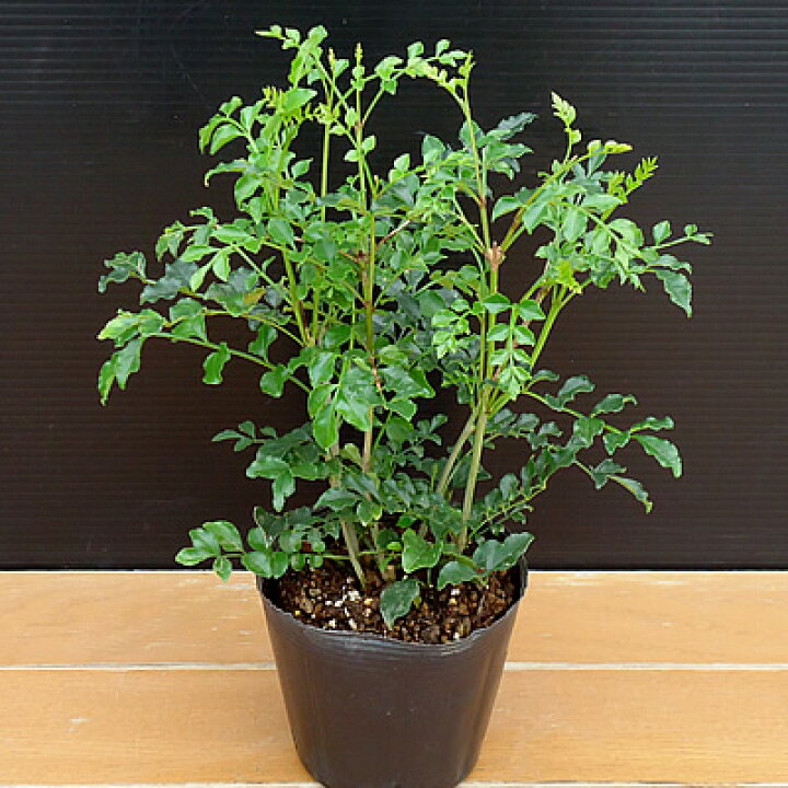 楽天市場 すぐに大きくなるシマトネリコ 直径9cmポット苗 あなたの街のお花屋さんイングの森