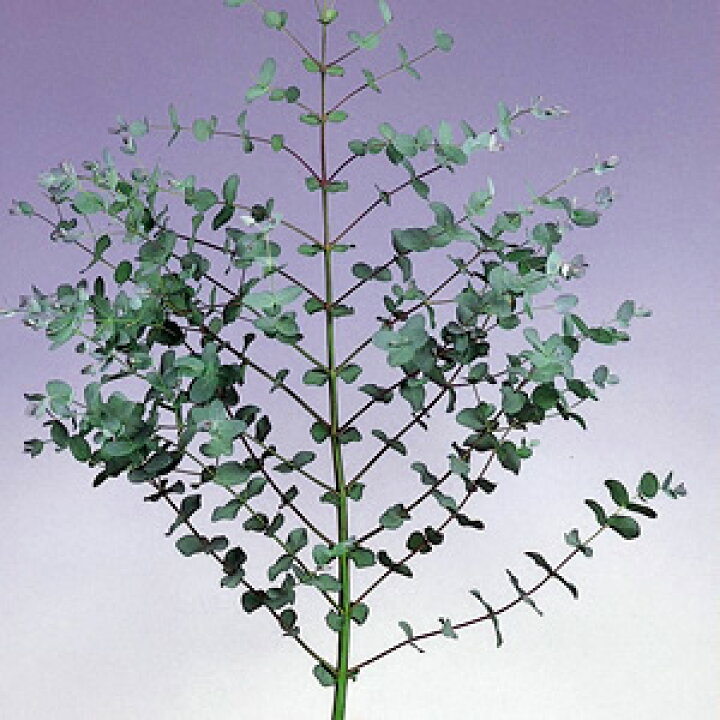 楽天市場 ユーカリ シルバードロップ 1株 あなたの街のお花屋さんイングの森 楽天市場 ユーカリ シルバードロップ 1株 あなたの街のお花屋さんイングの森