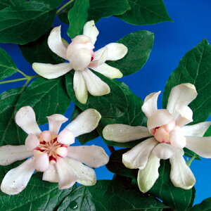 EoC JJTX zCghX 6ia18cmj1 ϊt