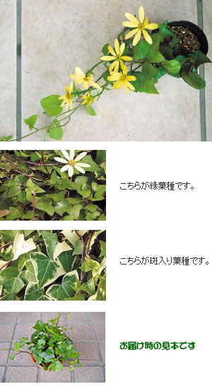 楽天市場 宿根草 多年草 葉を楽しむ アイビー ヘデラ あなたの街のお花屋さんイングの森