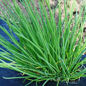 Lb`n[u`Cu 3.5(a10.5cm) 1 |bgc xr[[t ƒ؉ 