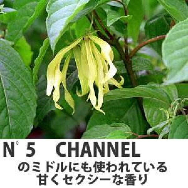 楽天市場 香水の原料にもなった香木イランイラン5号鉢白砂利敷き あなたの街のお花屋さんイングの森