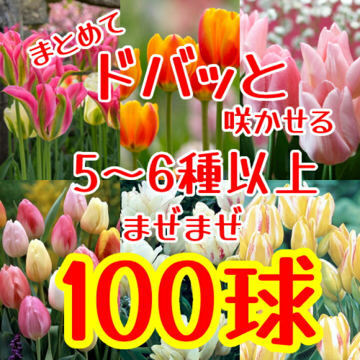 驚きの値段 １０品種１０球 チューリップ球根ミックスセット 植物