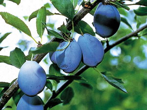 �ʎ��c �v���[�� �c�� �T���v���[�� 1�N�� �ږ�4.5��(13.5cm) �|�b�g�c �ʎ��c�� ���t�� �X����