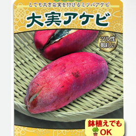 楽天市場 白アケビ あけびの通販