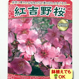 家庭樹・新苗落葉高木 桜 ( サクラ ) 紅吉野桜 4.5号(13.5cm)ポット