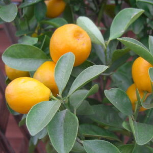 �ʎ��c����L���J���E���񂩂�(�������)4.5��(���a13.5cm)�|�b�g