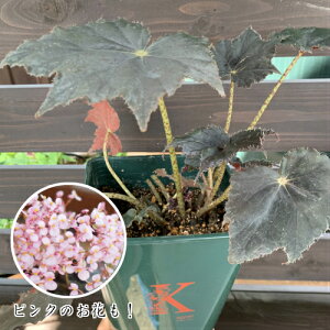 花 ベゴニア 苗の人気商品 通販 価格比較 価格 Com 花 ベゴニア 苗の人気商品 通販 価格比較 価格 Com