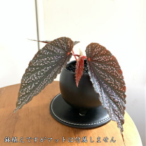 苗 ベゴニアの人気商品 通販 価格比較 価格 Com