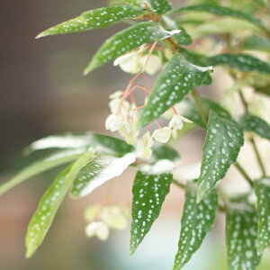 珍しい 花 種 観葉植物の人気商品 通販 価格比較 価格 Com
