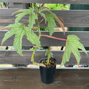 ベゴニア 種 観葉植物の人気商品 通販 価格比較 価格 Com