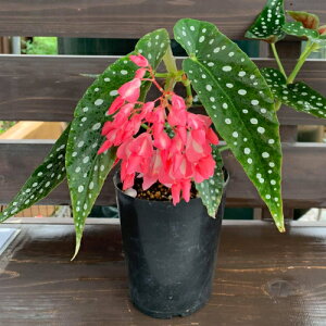 花 ベゴニア 生花の人気商品 通販 価格比較 価格 Com 花 ベゴニア 生花の人気商品 通販 価格比較 価格 Com