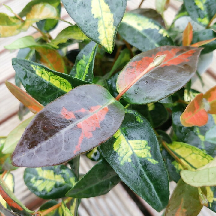 定番から日本未入荷 黄金カズラ 苗木 観葉植物 カラーリーフ 常緑低木 10 5cmポット 1個 ポトス 寄せ植え