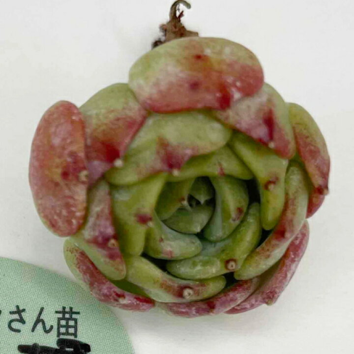 楽天市場】パクさん苗 「紫苑姫」 正規販売店 土日祝お届け可能！ パク 