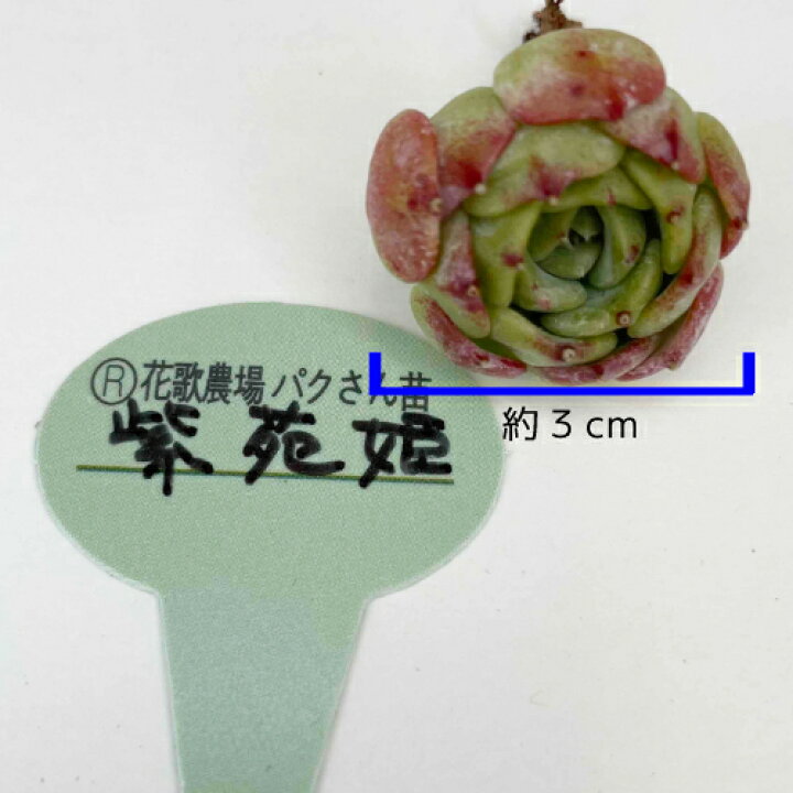 楽天市場】パクさん苗 「紫苑姫」 正規販売店 土日祝お届け可能！ パク 