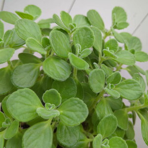 n[u A}eBJX 5(a15cm) h ̂ 