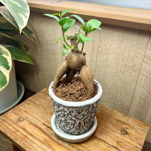 ~jKW} ZgA a9cm 󂯎Mt Aւsv JibN ϗtA CeA Ύ ܂ K̖ j KW}@v[g@hV̓