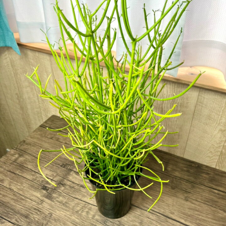 楽天市場】ミルクブッシュ(ミドリサンゴ/アオサンゴ） 6号鉢（直径18cm 