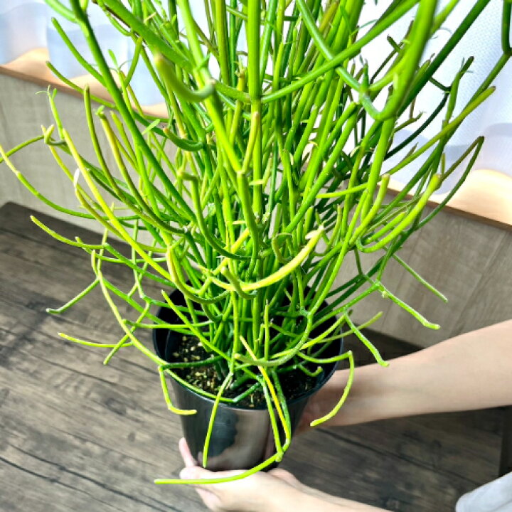 楽天市場】ミルクブッシュ(ミドリサンゴ/アオサンゴ） 6号鉢（直径18cm 