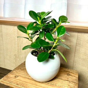 p_KW} 픫 ϗtA CeA Ύ ܂  K̎ rIg[v j hV̓