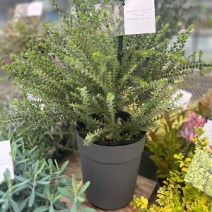 Vu@EJ@Zebhy[p[o[O 5ia15cmj J[[tV[Y Βᒆ CObVK[f ϗtA 񂹐A