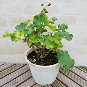 苗 カリオペ ゼラニウム 苗の人気商品 通販 価格比較 価格 Com