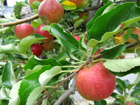 果樹苗 落葉高木リンゴ ( りんご ) ニュージョナゴールド 4.5号 直径13.5cmポット