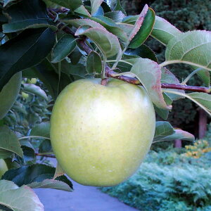 ʎc 񂲁@сi󕲌pj 4.5(13.5cm)|bg