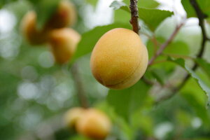 ʎc  c  S[hRbg 1Nږؕc 4.5(a13.5cm)|bg ʎc t A A