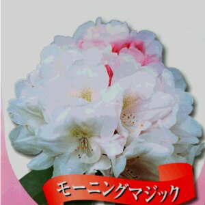 mVNiQ ([hfh) [jO}WbN 6ia18cmj