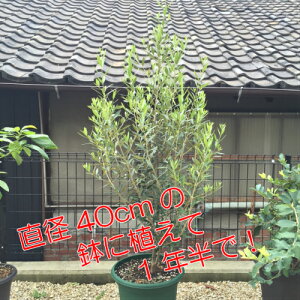 楽天市場 オリーブ ひなかぜ 4 5号 13 5cm ポット１株 常緑高木 家庭樹 シンボルツリー オリーブの実も あなたの街のお花屋さんイングの森