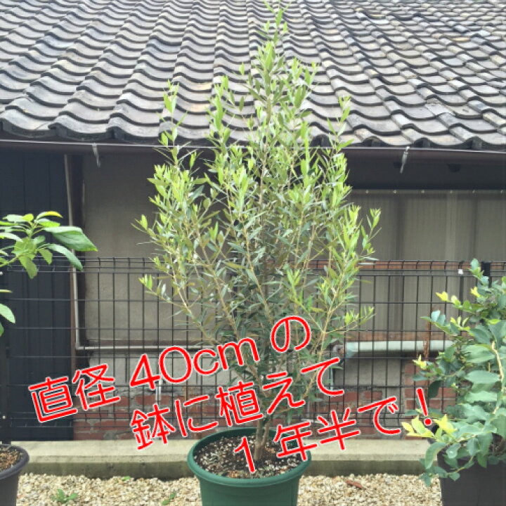 楽天市場 オリーブ ひなかぜ 9cmポット苗１株 常緑高木 家庭樹 シンボルツリー オリーブの実も あなたの街のお花屋さんイングの森