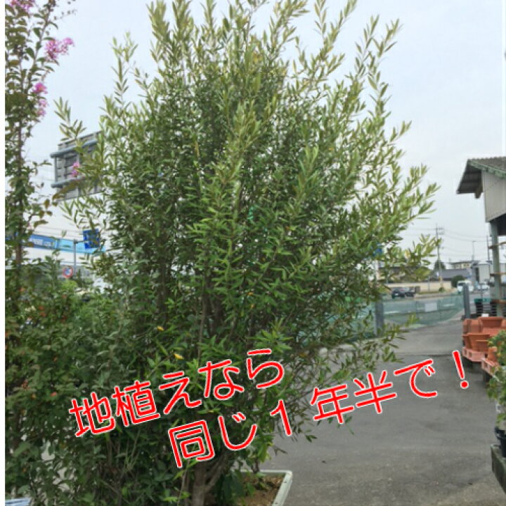 楽天市場 オリーブ ひなかぜ 9cmポット苗１株 常緑高木 家庭樹 シンボルツリー オリーブの実も あなたの街のお花屋さんイングの森
