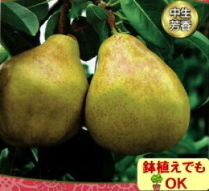 ʎct iV (  ) EtX 4.5(a13.5cm)|bg