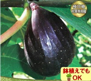 ʎc t\iXC[gJj 4.5(13.5cm)|bg