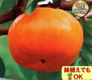 ʎc@SÊ`@Y1Nȏc4.5(a13.5cm)|bgc