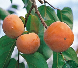 ʎcESÊ`@xL1Nȏc4.5(a13.5cm)|bg