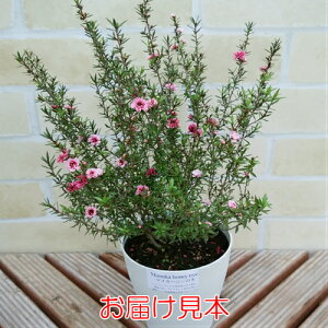 楽天市場 マヌカハニーの木 ギョリュウバイ 3 5号鉢 ティーツリー ハーブティー ハチミツ あなたの街のお花屋さんイングの森