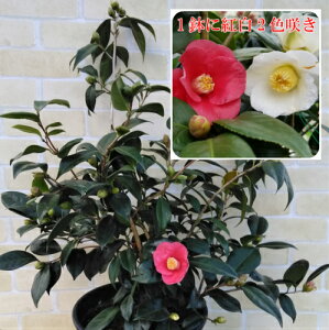 椿 生花の人気商品 通販 価格比較 価格 Com 椿 生花の人気商品 通販 価格比較 価格 Com