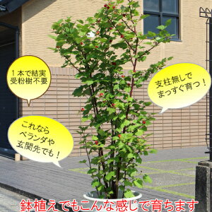 楽天市場 果樹苗 ベリー 苗木 ラズベリー ウルトララズベリー超大王 6号 直径18cm ポット苗 挿し木2年生果樹苗木 木イチゴ あなたの街のお花屋さんイングの森