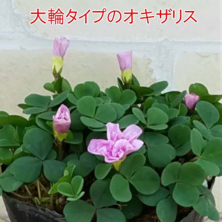 楽天市場 オキザリス 大輪系 オックスローズ 10 5cmポット苗 季節の鉢花 日陰のガーデン 宿根草 あなたの街のお花屋さんイングの森