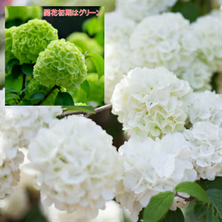 楽天市場 オオデマリポンポン咲くよ6号鉢 全国送料無料 あなたの街のお花屋さんイングの森