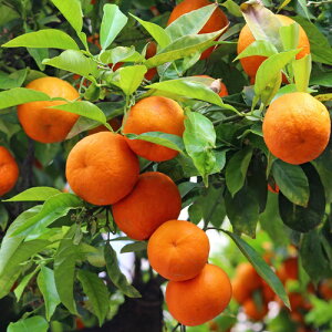 ʎc k c xKbgIW 4.5(a13.5cm)|bgc ʎc Ύ c ~J 񂫂