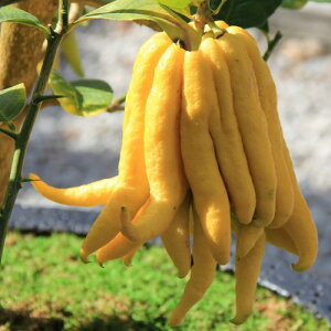 ʎc k c 芹iԂォj 4.5(a13.5cm)|bgc ʎc Ύ c ~J 񂫂