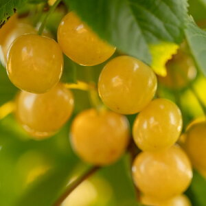 FځiTN{j 1N @13.5cm|bgc ʎc@1