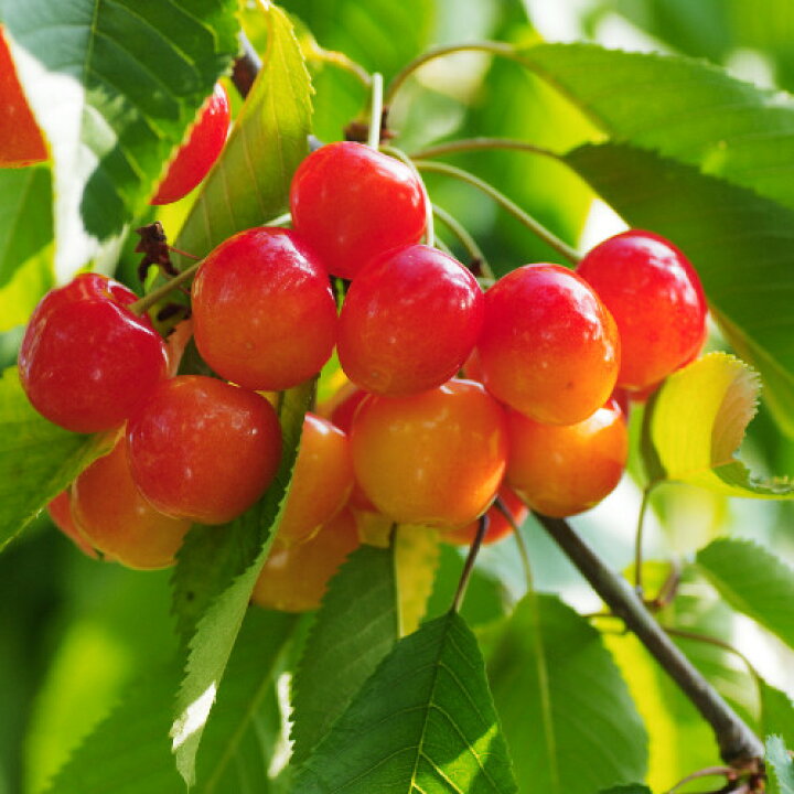 楽天市場 果樹苗ベランダさくらんぼ サクランボ 佐藤錦 植え替えせずに育てられる7号スリット鉢植え 家庭栽培 ベランダ栽培 あなたの街のお花屋さんイングの森