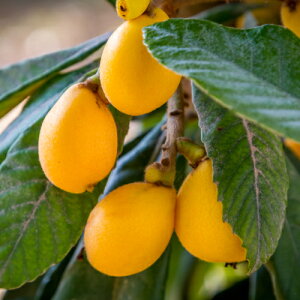 ʎc r iтEfjc W{[iԂj 4.5 (a13.5cm) |bgc ʎc Ύ f